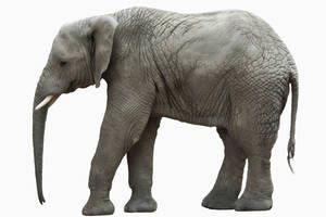 Hysterie 4.0 - unberührt vom Wandel der anderen